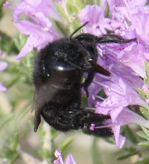 Xylocopa cfr violacea